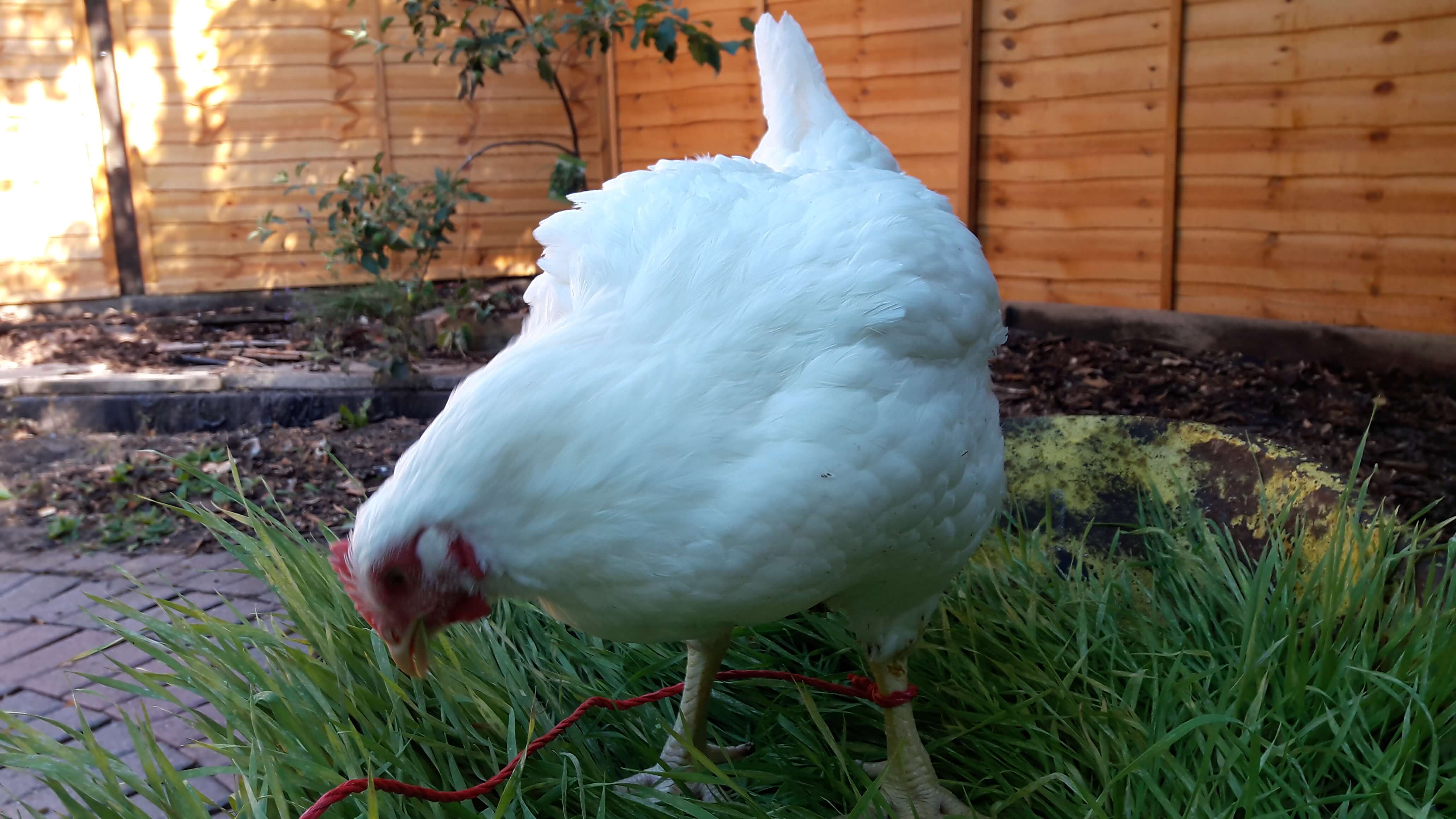 poultry feed, Chicken eating fodder