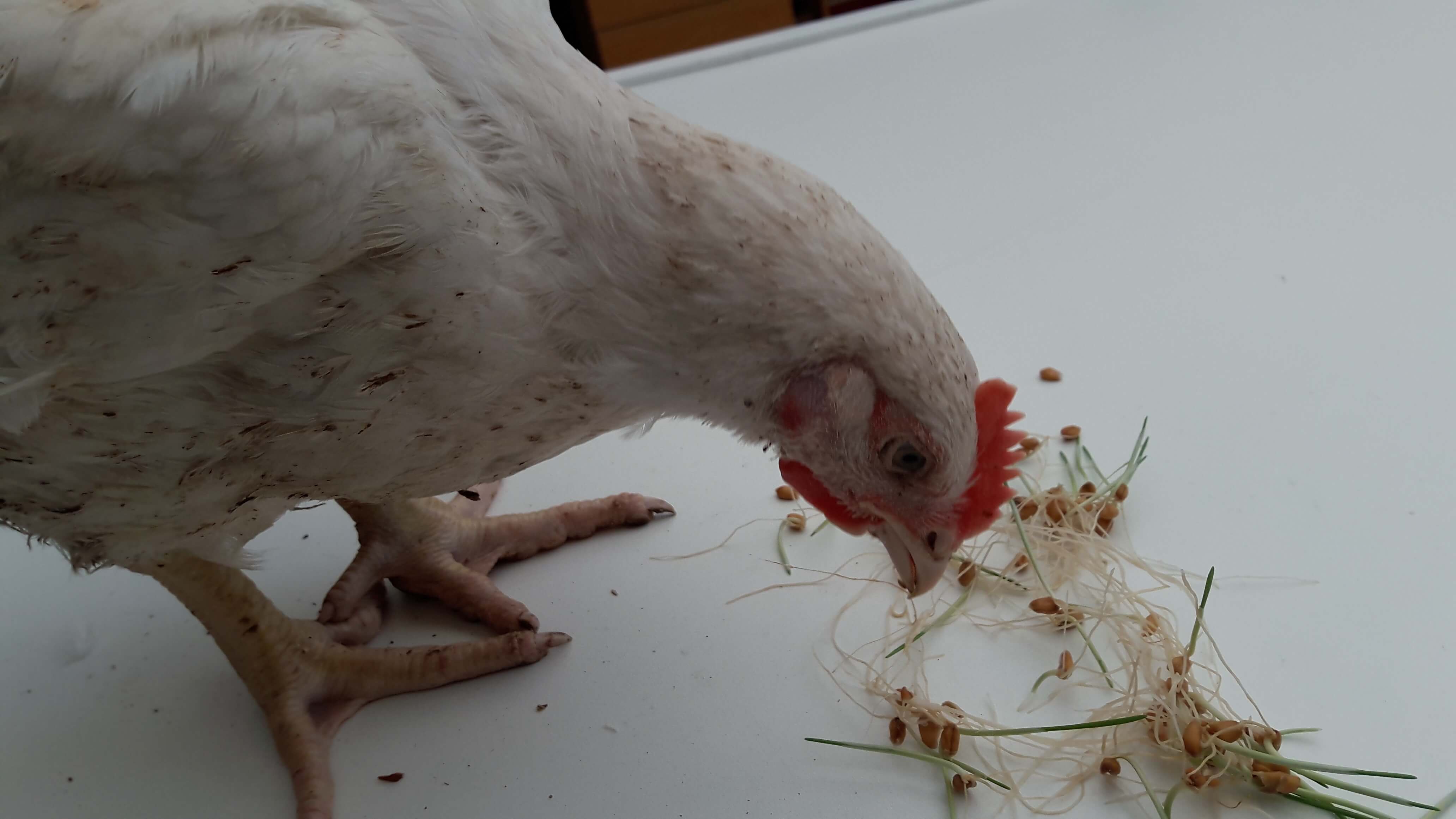 farm fodder, chicken fodder, fodder