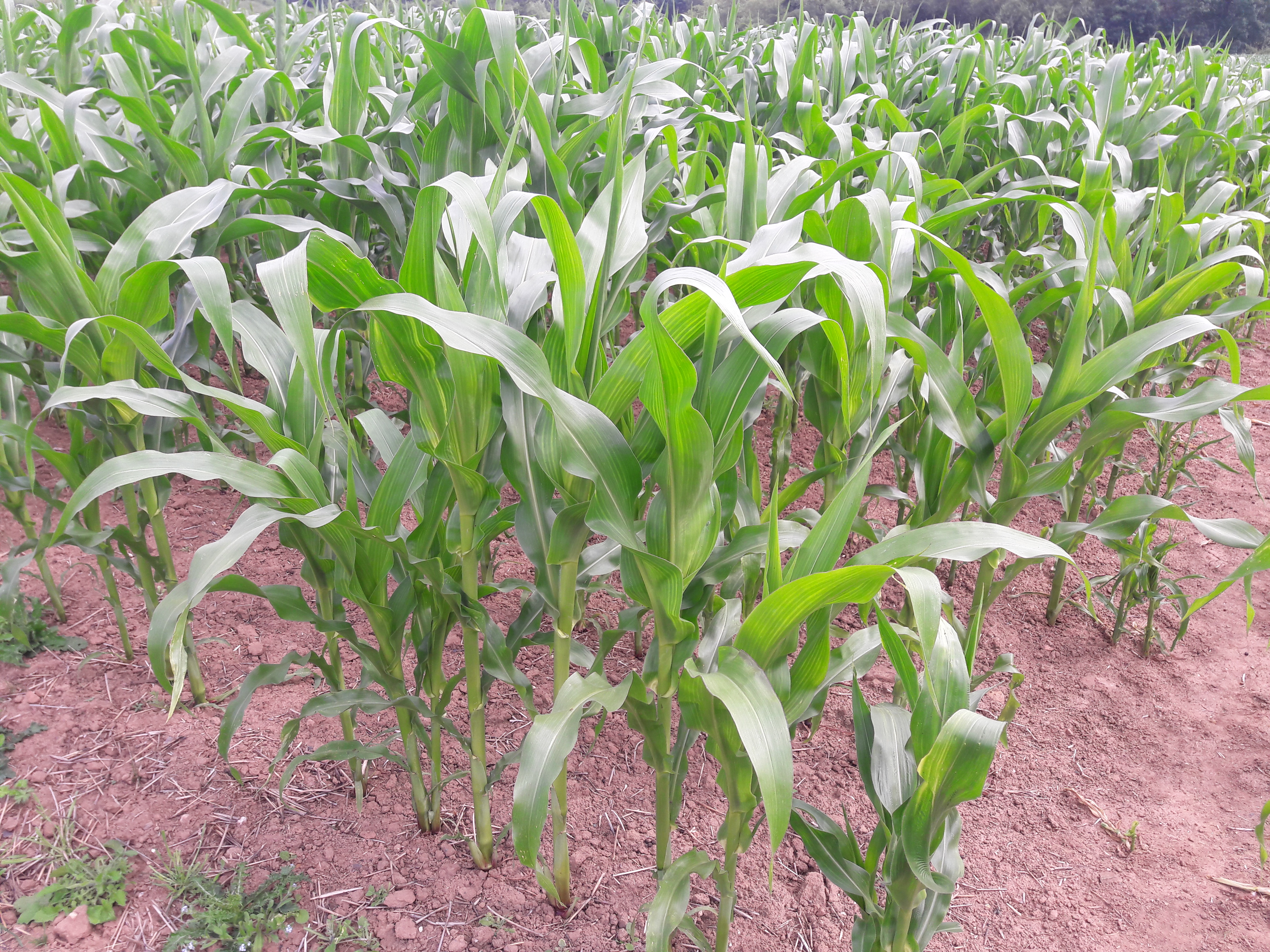 duck farm, mebamu duck farm