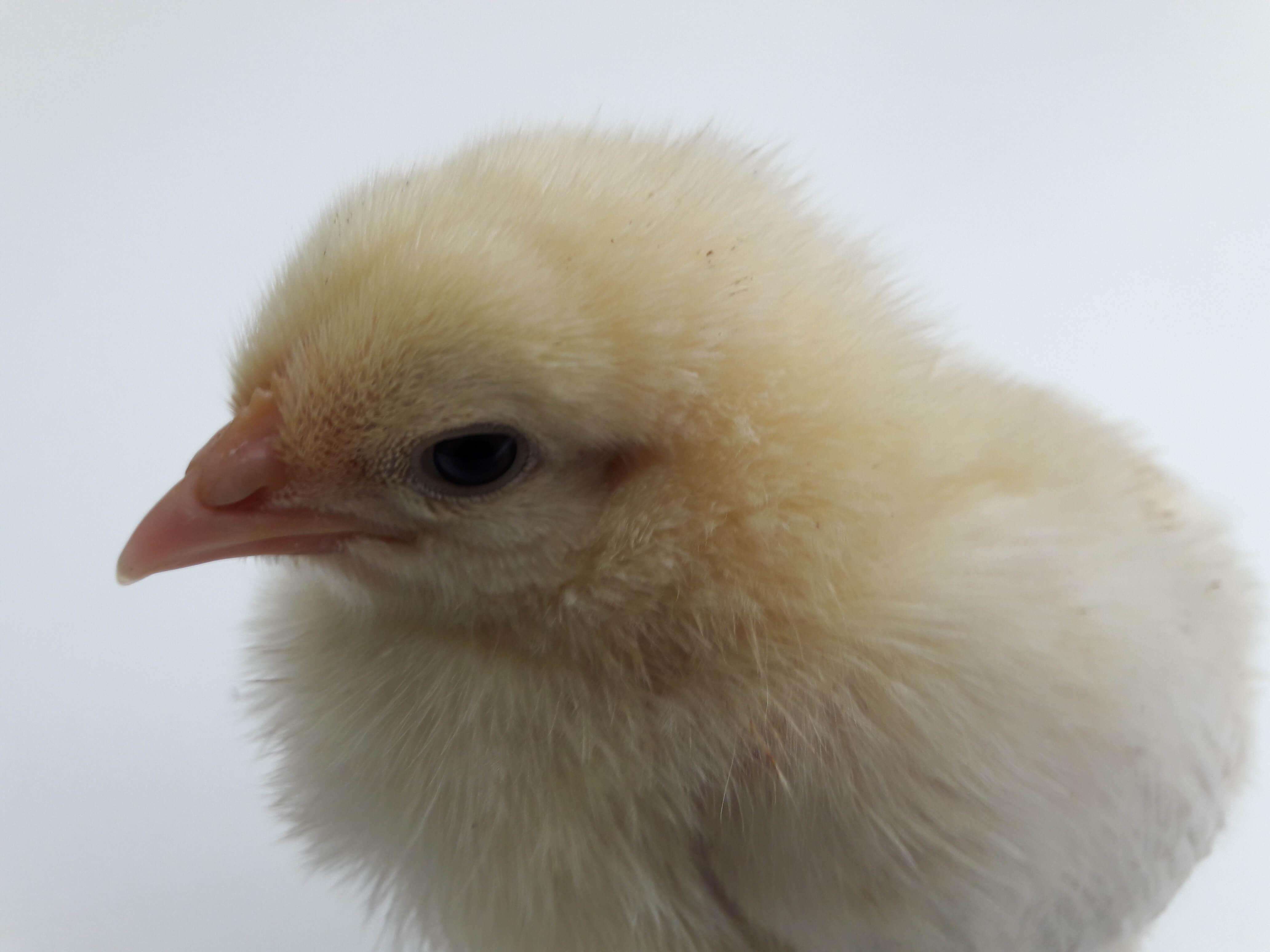 poultry day old chick