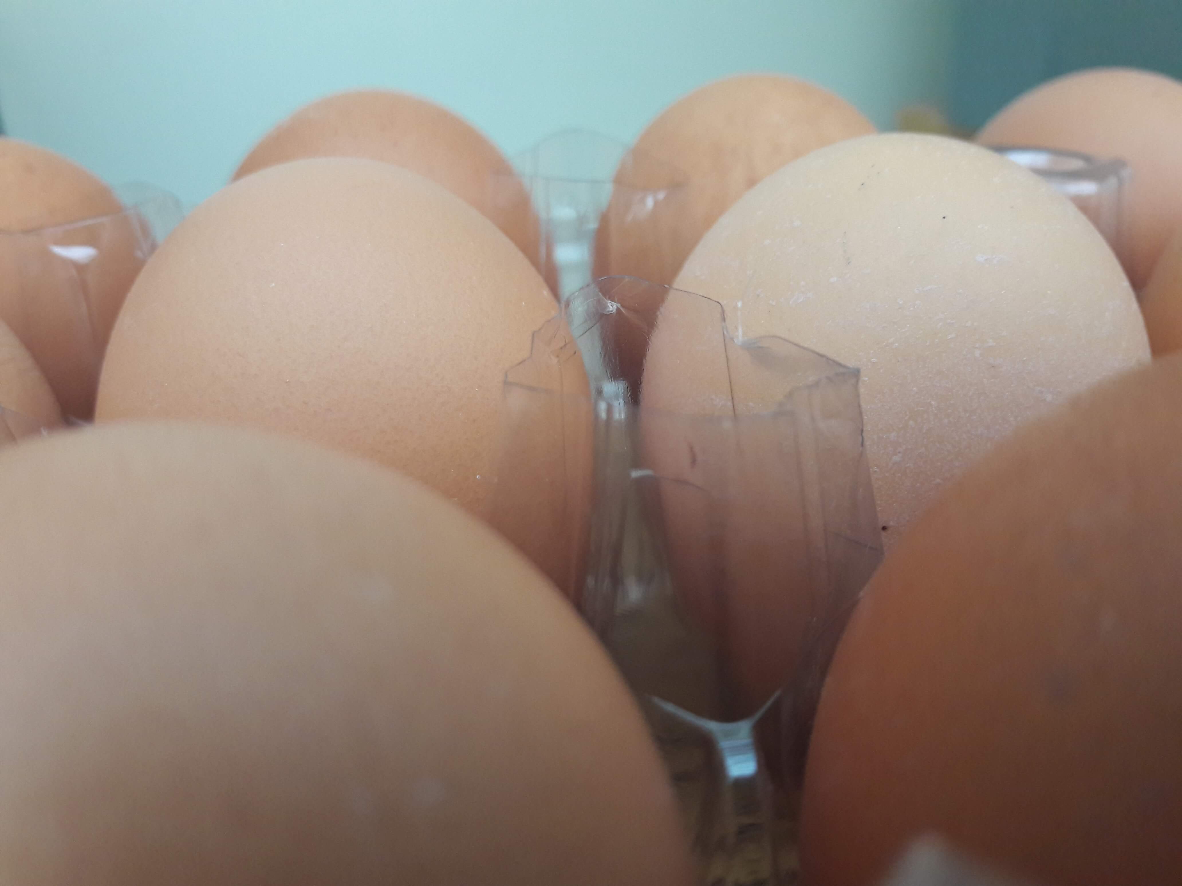 egg farm, poultry egg farm, Chicken farm