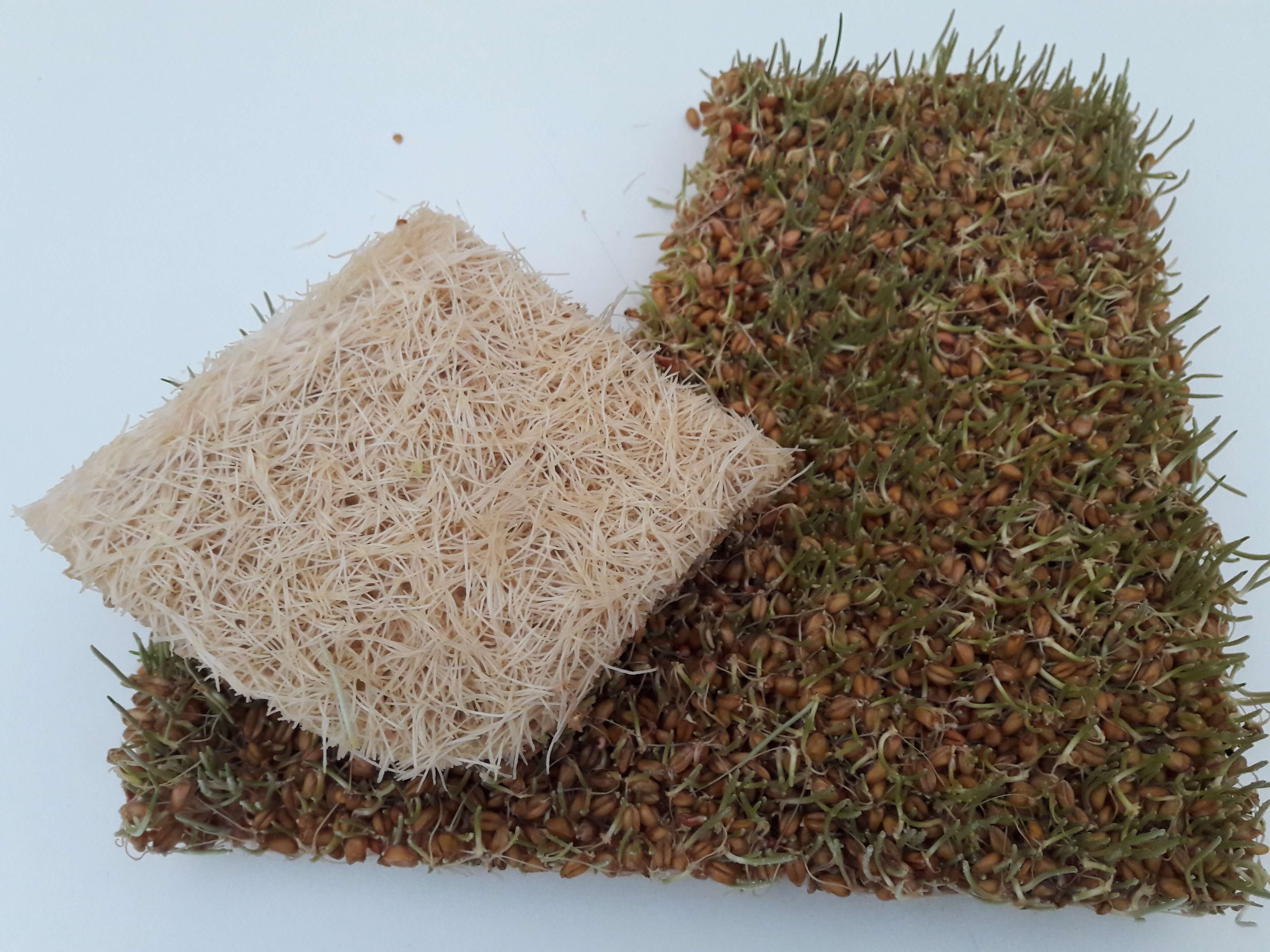 fodder, fodder feed, chicken fodder, goat fodder, 