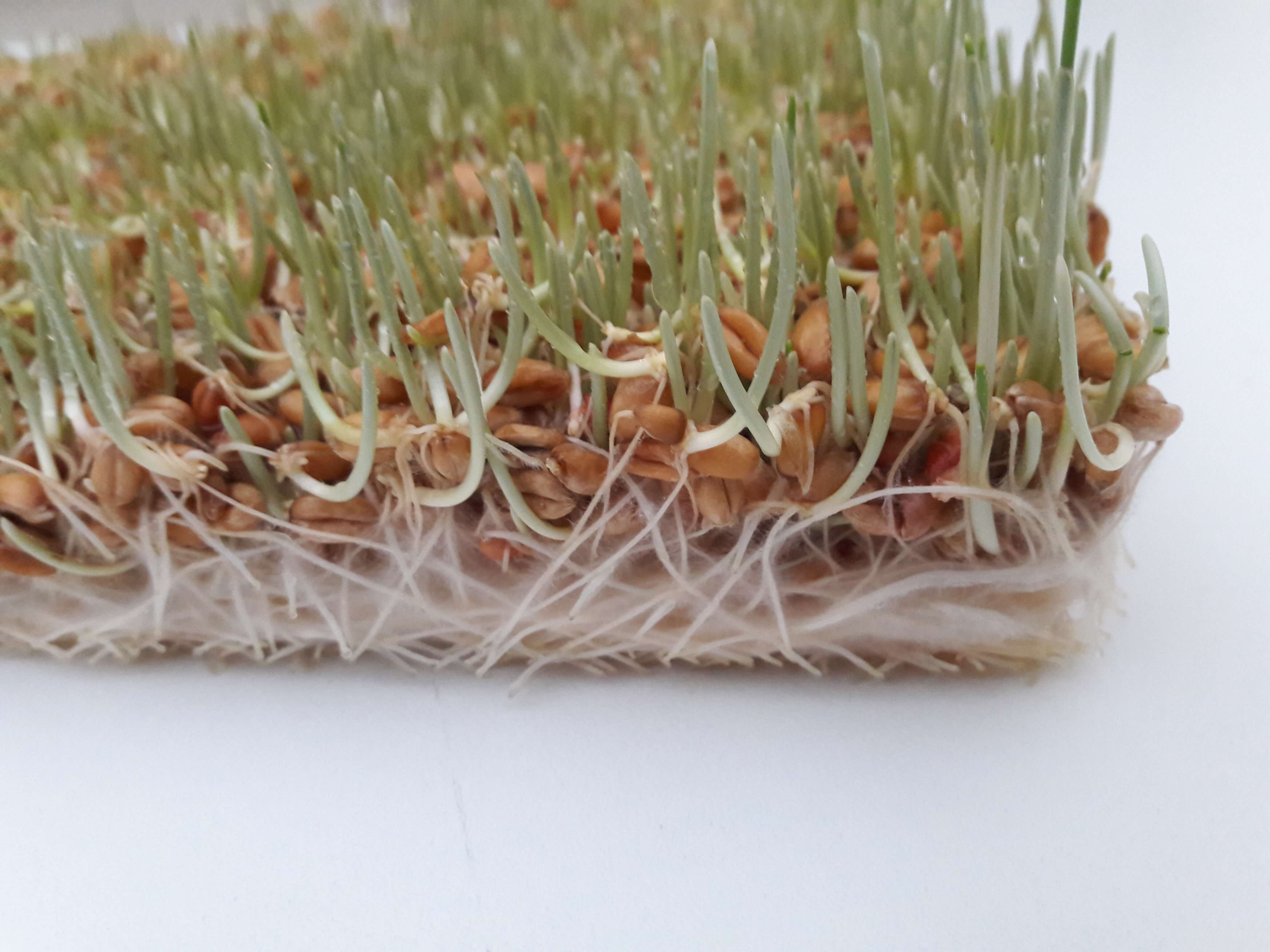 fodder, fresh feed, farm feed recipe,