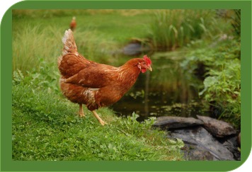 poultry water supply