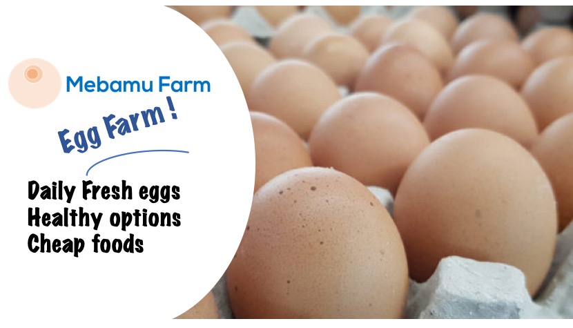 egg farm, eggs for sale, poultry farming in nigeria