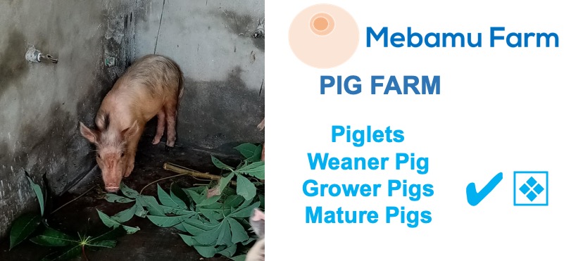 piglets. weaner pigs, grower pigs