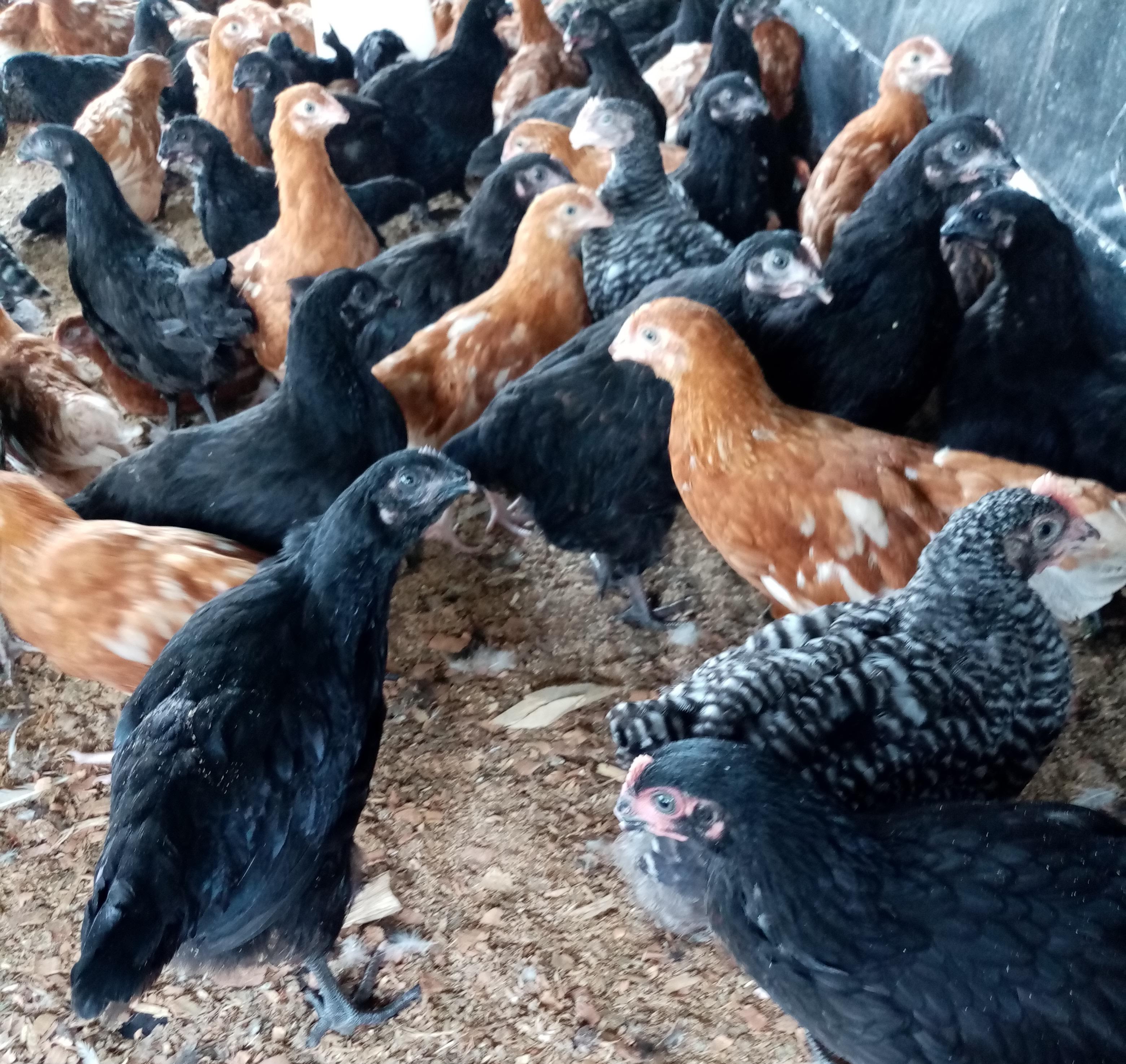 poultry farm for sale in florida