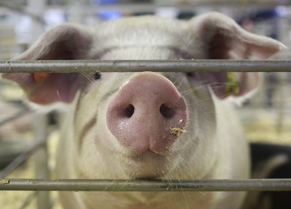 pig farm, piggery, pork meat, pig butcher, pig abatoir